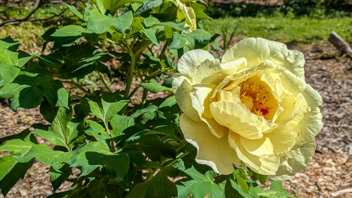 Yellow peony flower