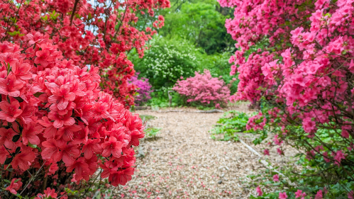 Pink and red rhododendrons.