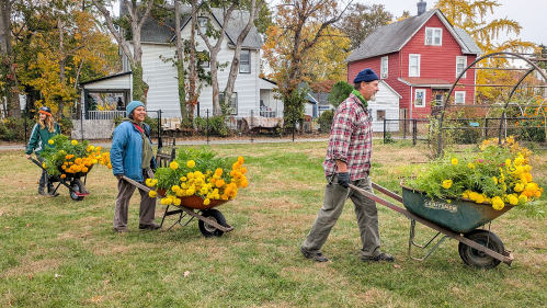 3 volunteers pushing wheelbarrows filled with cut flowers.