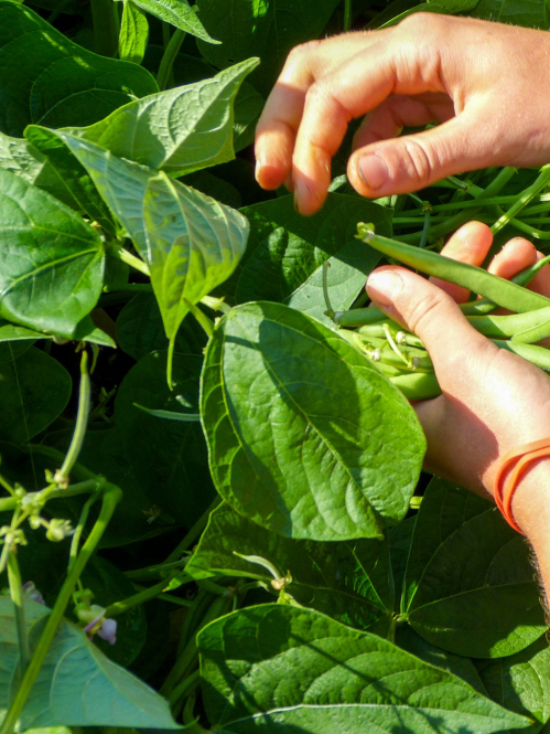Student hands harvesting green beans