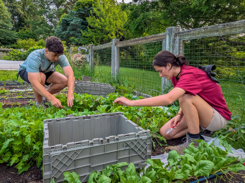 Student Farm interns learn how to harvest greens during their internship.