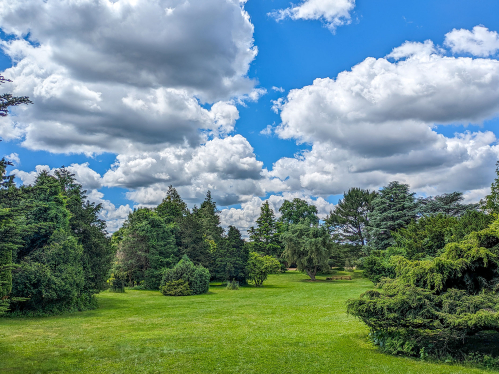 Evergreen trees around the lawn in the Roy H. DeBoer Evergreen Garden.