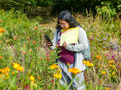 Student examining flowers in Donald B. Lacey Gardent