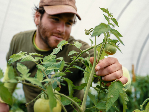 Andrew holds a tomato plant.