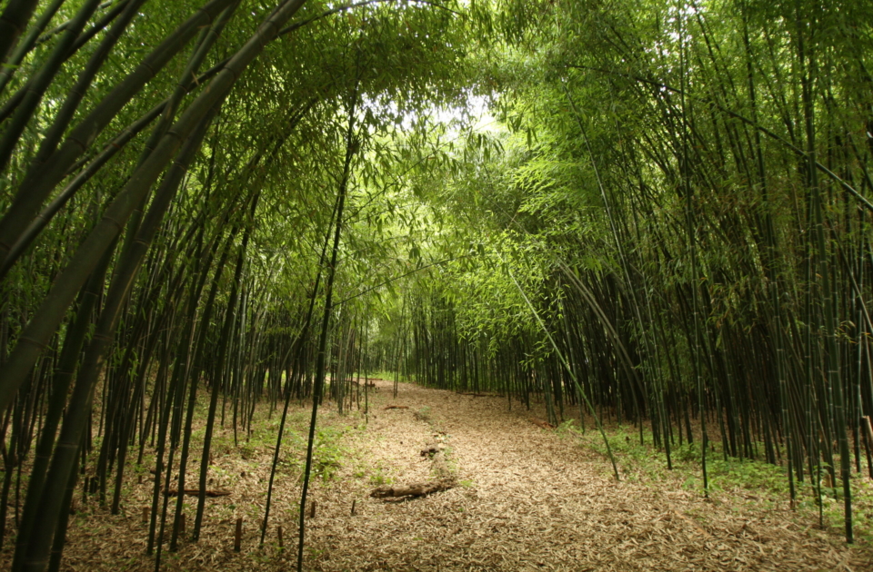 Rutgers Gardens, Cook Campus; bamboo gardens