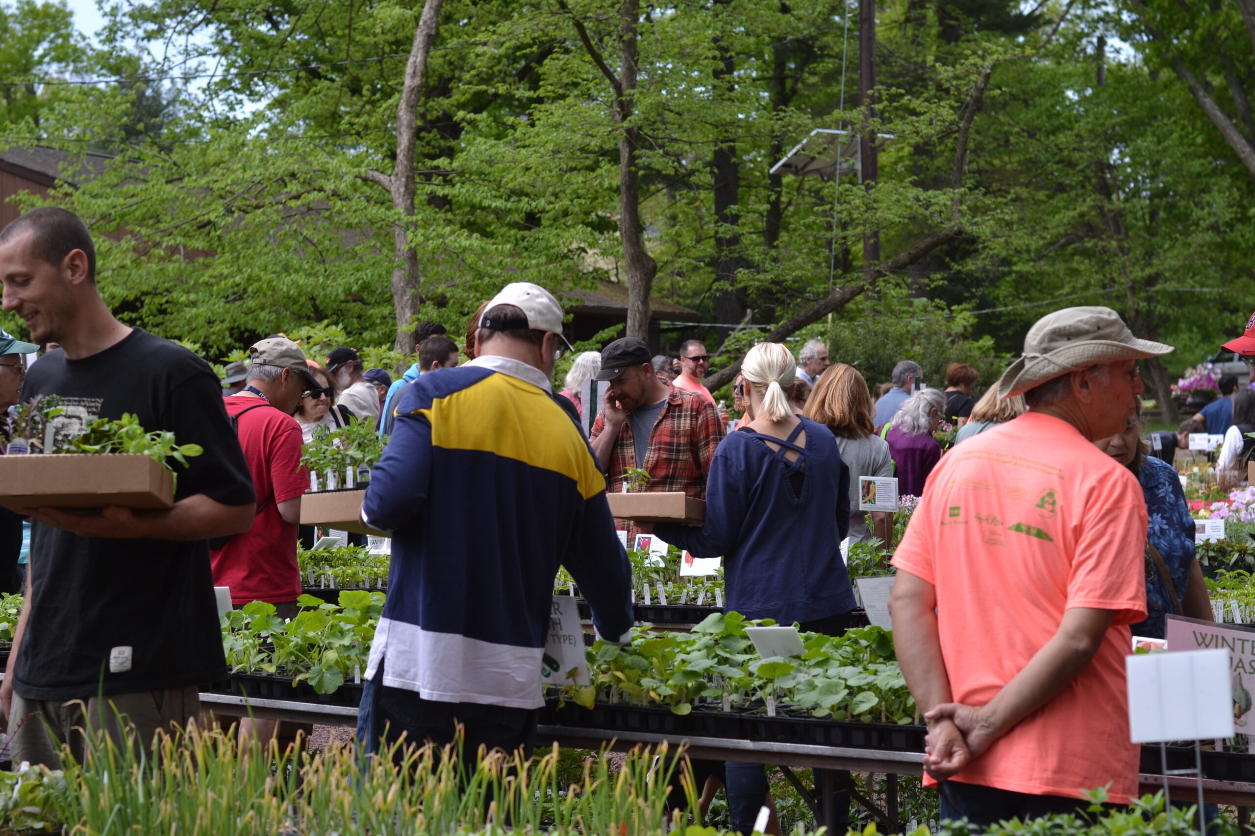 group of people shopping at plant sale