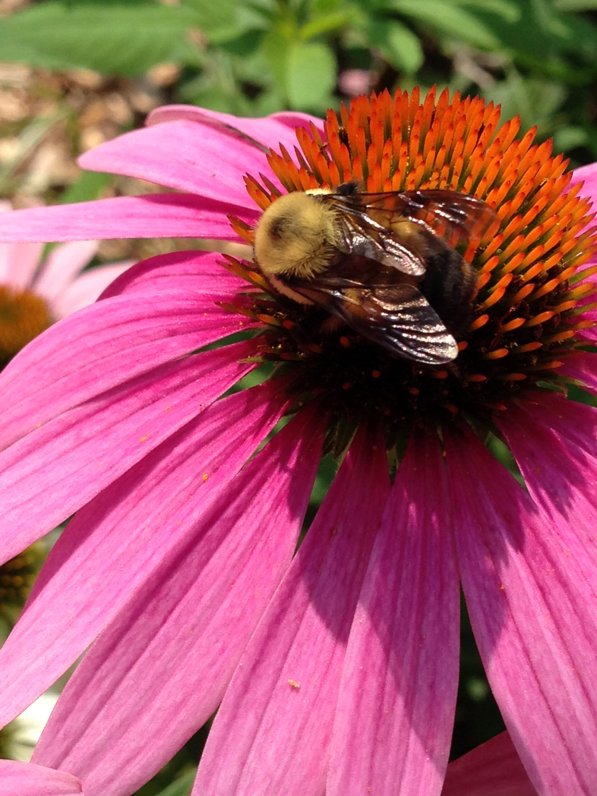 bumblebee on a pink echinacea flower