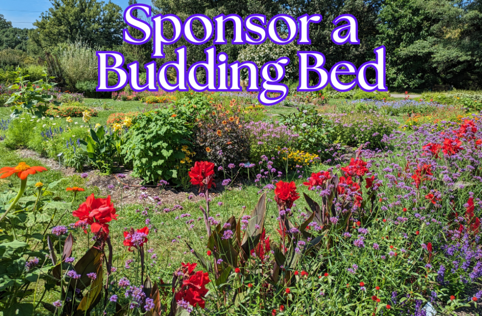 Sponsor a Budding Bed