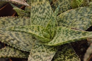 rosette of pointed, fleshy leaves with silvery spots