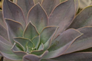 rosette of pointed purplish succulent leaves