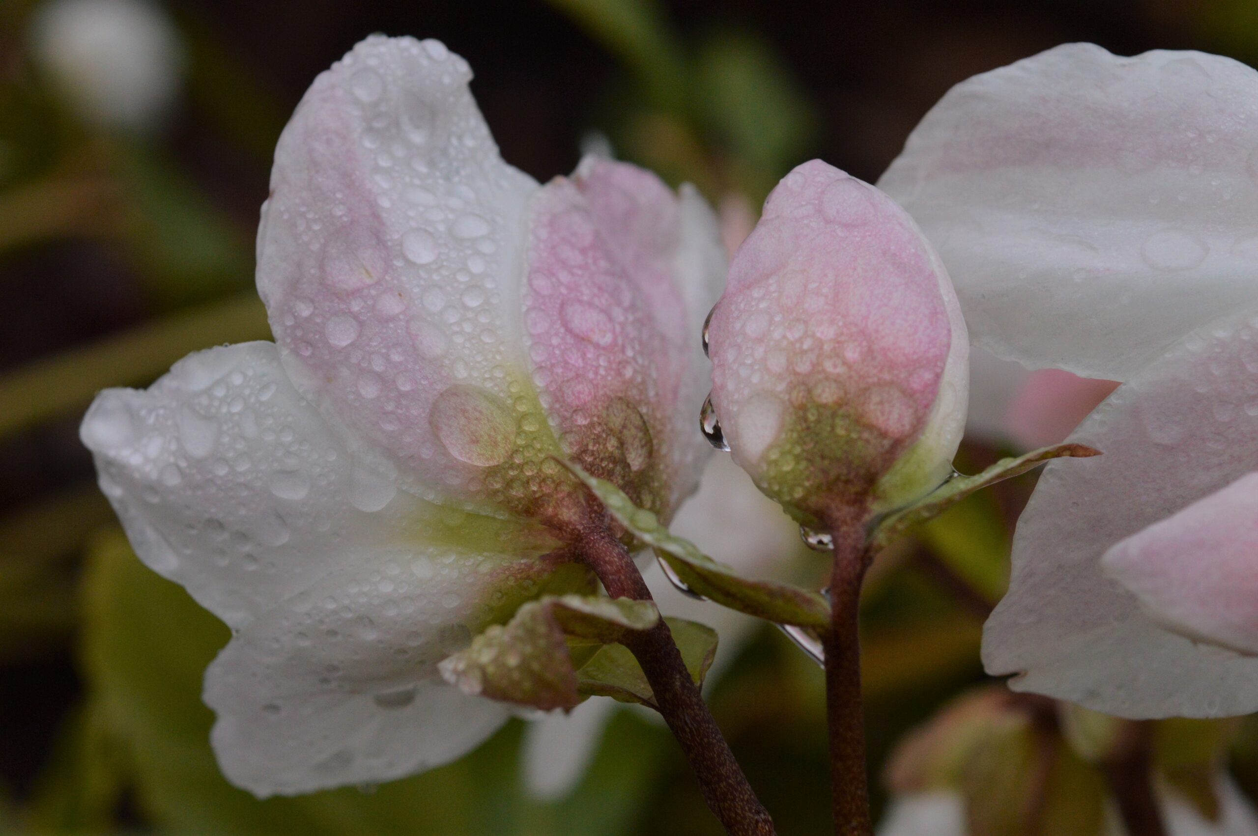pink-blushed white flowers and buds with water drops