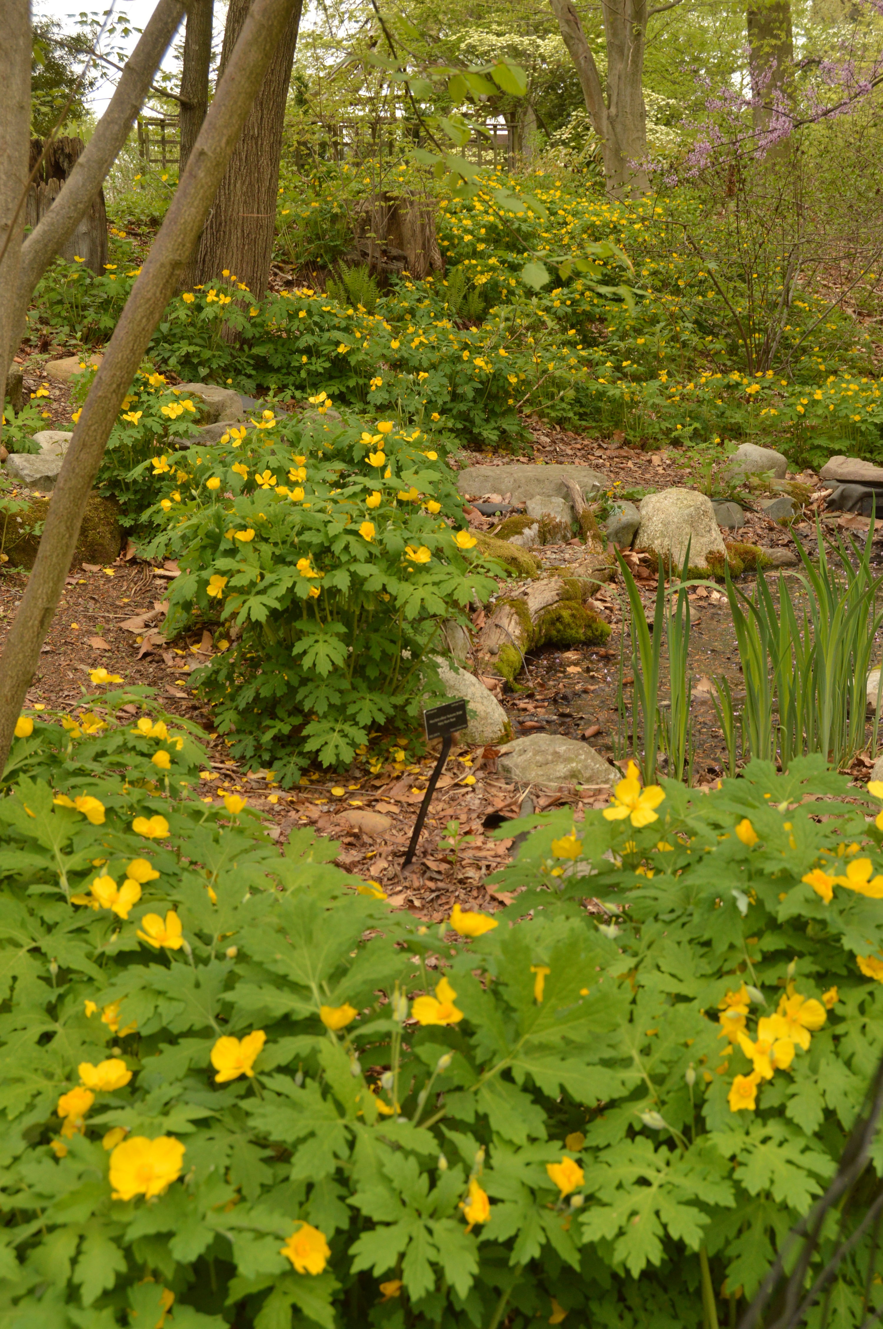 April Plant of the Month: A Poppy Sparks a Career in Horticulture