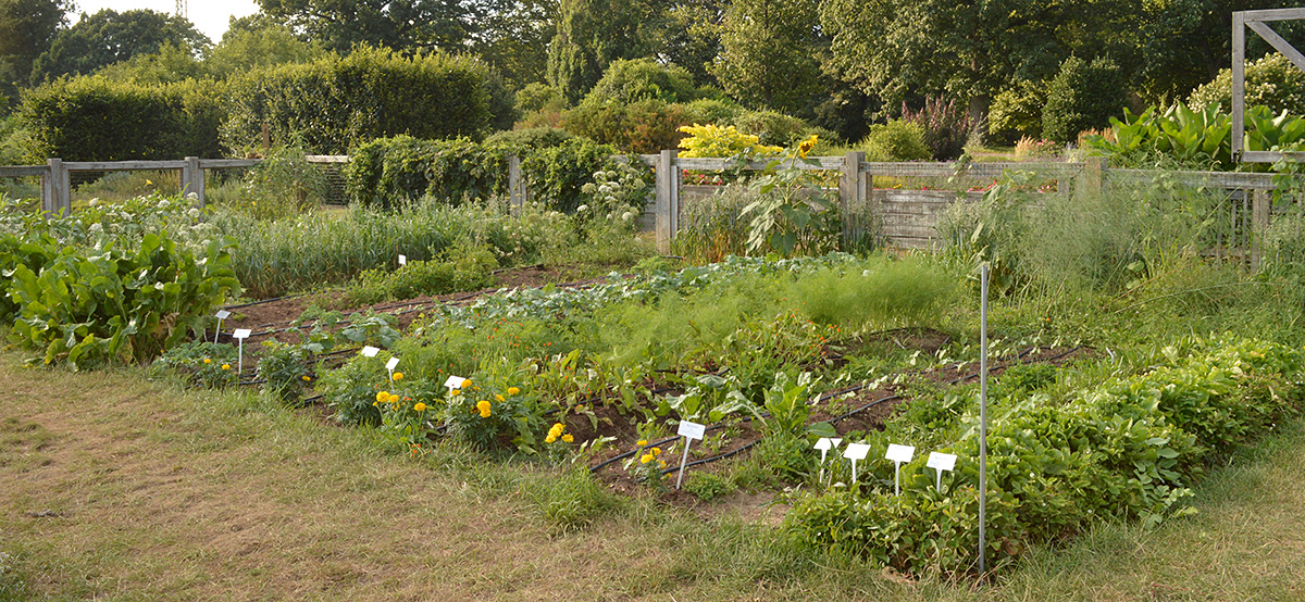 Volunteer Vegetable Garden in July.