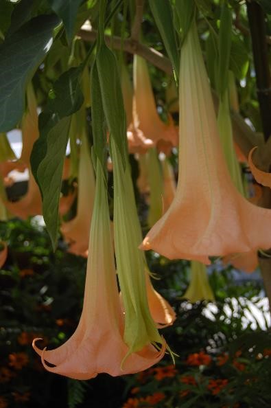close up of downward facing peach colored trumpet shaped flowers