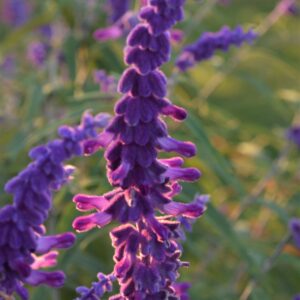 tall spike of small velvety purple buds with tubular purple flowers