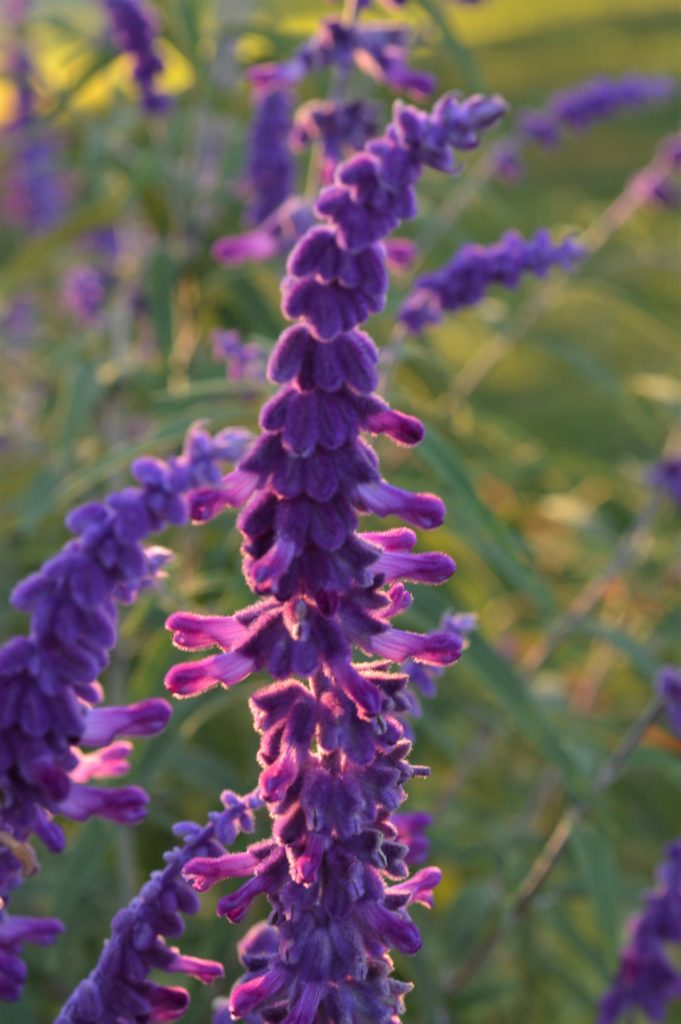 tall spike of small velvety purple buds with tubular purple flowers