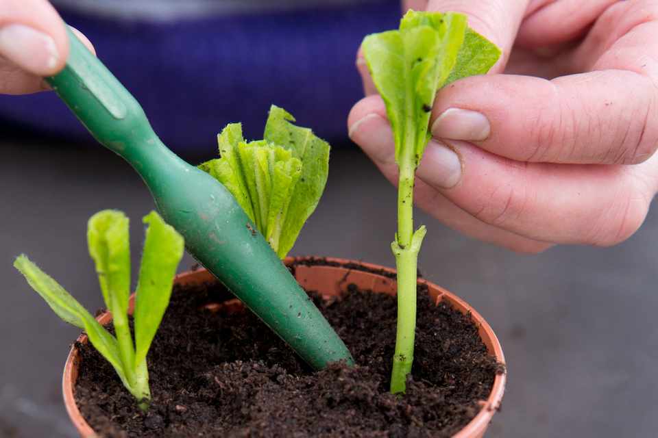 pushing small plant stem cuttings into soil