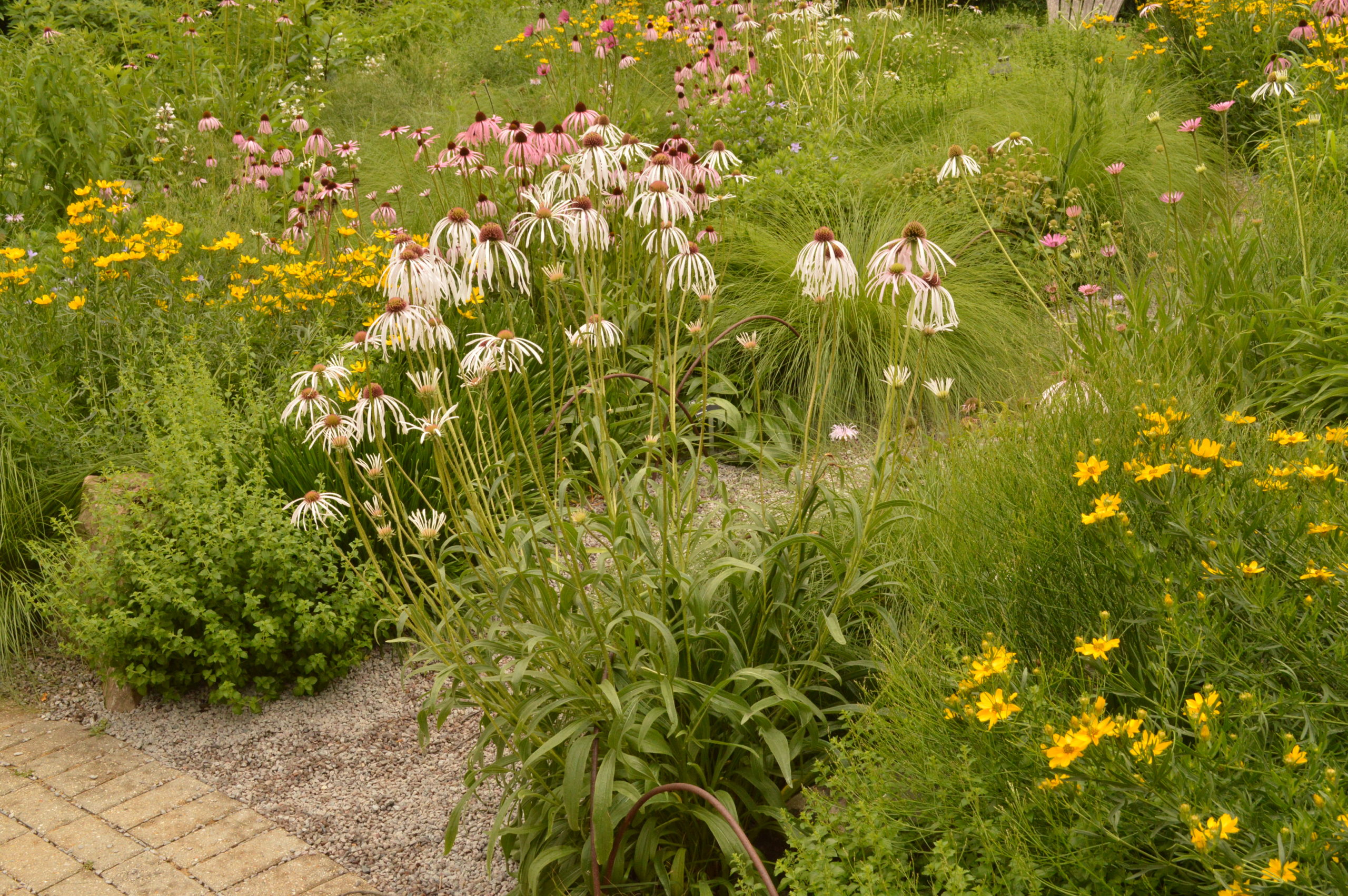 garden of pink, white, and yellow wildflowers
