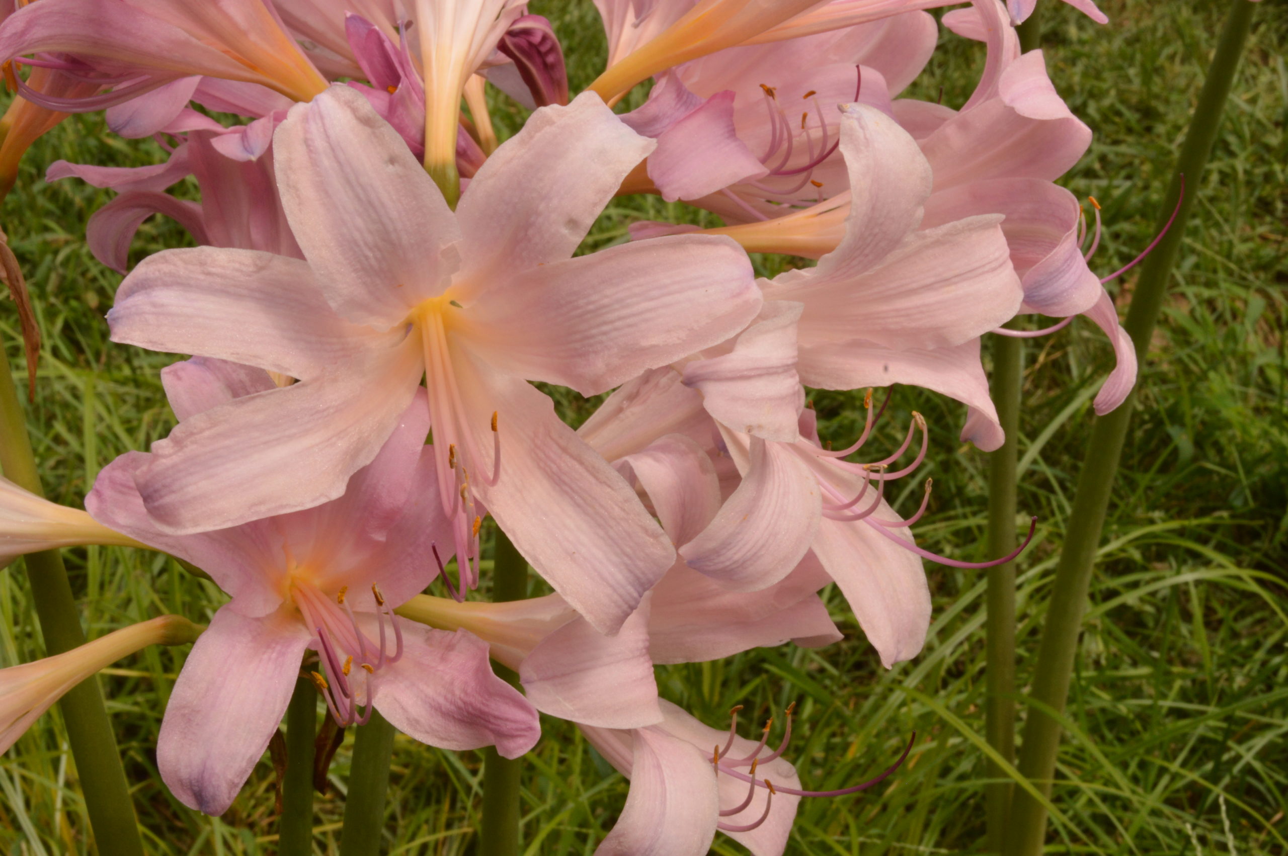 cluster of pink lily-like lycoris flowers