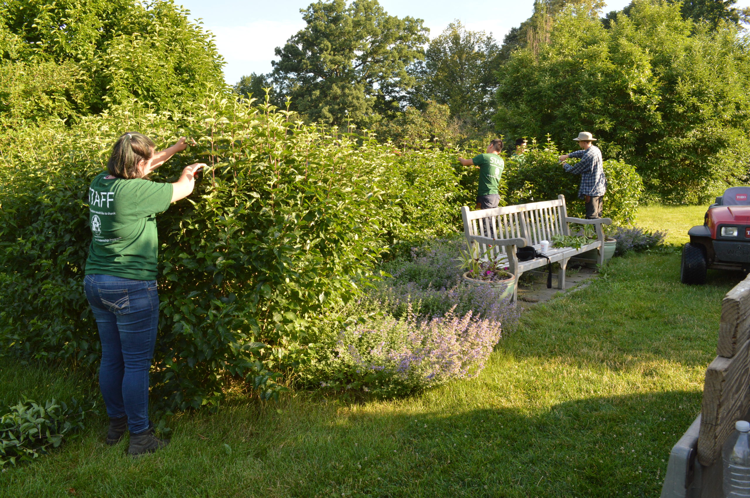 garden interns pruning a hedge