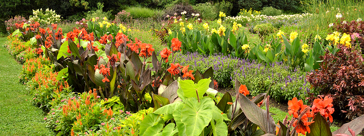 Rows of orange, red, and yellow flowers in the Donald B. Lacey Display Garden