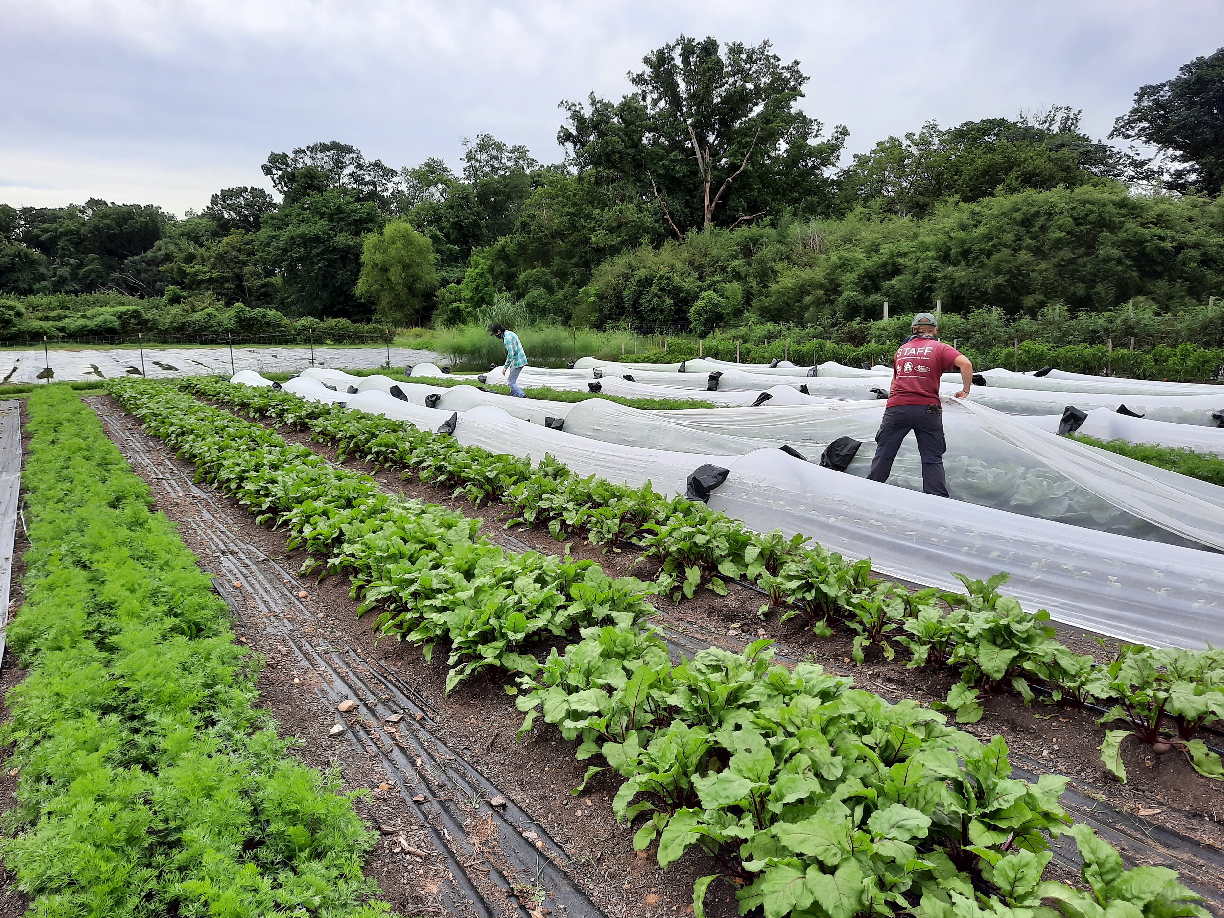 Student Farm staff grow nutrient-dense produce.