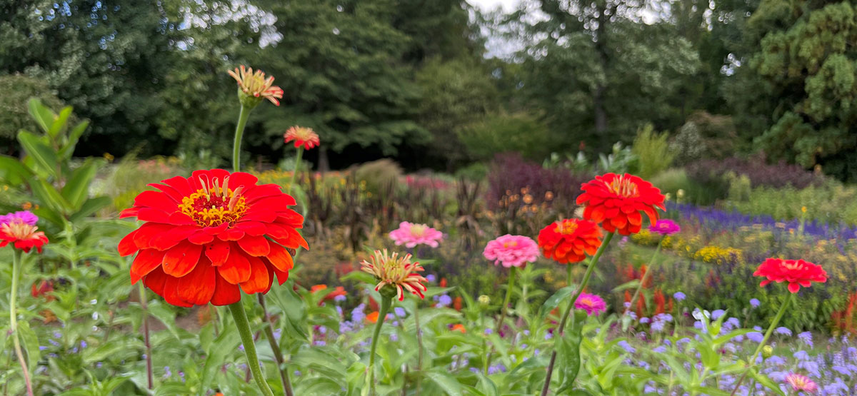 Flowers blooming in the gardens.