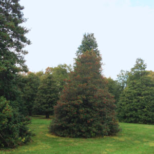 One of the largest collections of American Hollies in the United States, some of the mature specimens date back to the 1930s. Originally established for evaluation and called the "Holly Orchard," the large trees now stand as a testament to the decades-long breeding program that arose from it. In addition to American Hollies (<i>Ilex opaca</i>), the collection includes Madeira (<i>I. perado</i>), English (<i>I. aquifolium</i>), Japanese (<i>I. crenata</i>), Chinese (<i>I. cornuta</i>), and Inkberry Hollies (<i>I. glabra</i>), as well as numerous hybrids.<br/><br/><a href="/gardens/holly-collection">Holly Collection</a> photo of large, conical holly trees