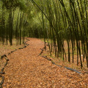Initially planted as a wind screen for honeybee colonies in the 1940's, this aggressive form of hardy, evergreen bamboo (<i>Phyllostachys nuda</i>) now forms a large grove nearly 2 acres in size. Each season, new culms grow to over 30 feet in just weeks! The grove features a winding path and a foot bridge over a small stream. Throughout the seasons, this grove never fails to transfix visitors and has become a popular spot for photography. log-lined path through bamboo grove