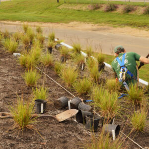 The green roof atop <a href="/farms-markets/cooks-market/">Cook’s Market</a>—home of Rutgers Gardens Farmers Market—features interlocking sweeps of mostly native plants, such as Little Blue Stem (<i>Schizachyrium scoparium</i>), Purple Coneflower (<i>Echinacea pallida</i>), and Mountain Mint (<i>Pycnanthemum incanum</i>). These plants provide food and habitat for native pollinators, while adding a burst of color at the Gardens’ entrance. Non-natives, such as Catnip and Autumn Moor Grass are included to ensure long periods of color. The green roof also reduces reflected heat during the summer and slows stormwater runoff, reducing damage to streams and creeks. student interns planing ornamental gass on green roof structure