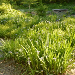 The main objective of a rain garden is to reduce stormwater runoff from impermeable surfaces, combat erosion and sedimentation of local streams and rivers, and to help remove pollutants in the water. Our intention was to design a garden with all of these positive environmental aspects and which remained attractive throughout the year, with minimal maintenance. Features a small waterfall, stepping stones, and plantings of sedges and irises.<br/><br/><a href="/gardens/rain-garden/">Rain Garden</a> large swath of blue iris