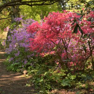 Begun in the 1930s, this garden "community" integrates small trees, a variety of shrubs (focusing on <i>Rhododendrons</i>), and groundcovers. Consequently, the wide variety of shrubs entertain visitors from February through August, while also featuring a number of mature and unique trees, including a Dove Tree (<i>Davidia involucrata</i>), Dawn Redwood (<i>Metasequoia glyptostroboides</i>) and Kousa Dogwoods (<i>Cornus kousa</i>). pink and lavender flowering shrubs