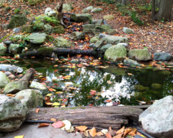 The main objective of a <a href="/gardens/rain-garden/">rain garden</a> is to reduce storm water runoff from impermeable surfaces, combat erosion and sedimentation of local streams and rivers, and to help remove pollutants in the water. Our intention was to design a garden with all of the positive environmental aspects and which remained attractive throughout the year with minimal maintenance. Features a small waterfall, stepping stones, and planting of sedges and irises. small waterfall and pool of water in wooded area