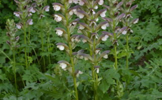 Produces pink and mauve flowers on tall stalks in June and July. Very showy and always attracts interest from visitors at the Gardens. The foliage is an attractive dark green and was the inspiration for the tops of the Corinthian columns! Plant in light shade and soil that is not wet.<br/><br/>Featured in Rutgers Gardens by Holly House. tall stalks of cream & purple flowers