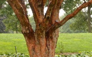 <i>Acer griseum</i> (Paperbark Maple) coppery colored exfoliating bark on tree trunk