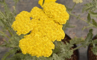 The bright yellow, flat-topped flowers appear above gray-green foliage in early to mid-summer. The flowers are also very ornamental as they dry and the strong stems allow them to persist well into winter. The look great at the Highline during the fall and winter when paired with the Korean Reed Grass (Calamagrostis brachytricha). Full sun and well-drained soils are best. cluster of small, yellow flowers