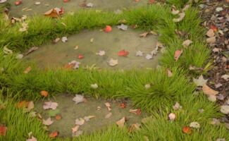 It is interesting how a plant with such a nice long botanical name can only grow to 4” in height! The chartreuse foliage is a nice compliment to blue or purple flowers. A very tough plant, growing well in moist soils (it can actually be submerged in water) or in dry. Looks great in between stepping stones, as noted in the picture. small clumps of bright green grass growing between stones in a path