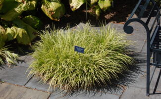 Evergreen grass-like chartreuse foliage, 12-14” in height. The plants can actually sit in the water or they can be grown in average to dry garden soil! Best grown in light shade but are tolerant of full sun.<br/><br/>Featured in the Asian Hillside garden (by the stream) adjacent to the office. low clump of light green grass