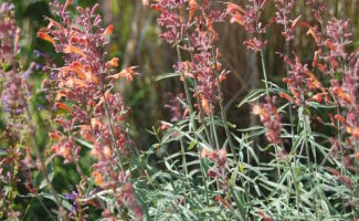 A little known Hyssop that is both deer resistant and provides orange blooms on 18" spikes from June until frost! All it requires is a very hot, dry location, no fertilizer and well drained soils! Foliage is silver in color and very aromatic. spikes of tubular salmon flowers with purple calyces above thin, gray-green leaves
