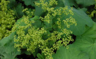 A plant that can do a lion’s share of work for a garden. The small chartreuse flower appear in large clusters which hover over the foliage beginning in late April and still providing color into June! The foliage is pubescent and it is always interesting to watch the water droplets of the morning dew bead up on the leaves. Great edging plant. Best where it can receive protection from the afternoon sun. loose cluster of tiny, chartreuse flowers above circular, scalloped, toothed leaves