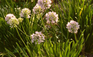 A clump forming onion offering glossy green foliage that matures to 8-10” tall. During the summer, attractive globe-shaped pink flowers float above the foliage much like balloons for upwards of 6 weeks or longer. Site in full sun in well-drained yet moist soils. Great for edging a garden or using in mass. round pink flower clusters on tall stalks