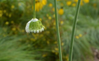 <i>Allium cernum</i> (Nodding Onion) nodding clluster of white flower buds on a thin stem