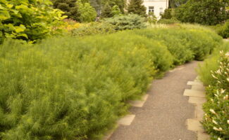 <b>Native!</b> Looking for a nearly indestructible perennial for moist or dry sites? Here is another answer! Clusters of blue flowers appear in late April through early June. The foliage is very narrow, and provides great summer texture. In the fall, the plants turn an attractive gold that lasts for 2 months. Full sun or light shade is soil that in moist to dry. Grows to 30” tall and wide.<br/><br/>Located in front of Holly House at Rutgers Gardens. rounded mounds of feathery green foliage