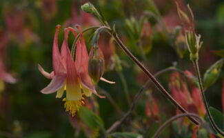 <b>Native!</b> Yellow and orange bell-like flowers with five distinctive orange spurs or nectaries oriented upwards from the ‘top’ of the flower and a ball of stamens dangling from the base of the flower. Best grown in full sun and well drained soils. They are common throughout Warren and Sussex county of NJ where they are seen growing out of sheer rock cliffs. nodding, two-tone red and yellow columbine flower