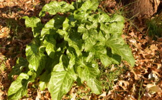 A great woodland plant that offers 3 seasons of interest! The interest begins in autumn when a flush of new glossy foliage appears that stretches to 12” tall and remains throughout the winter! Come April, a fresh flush of foliage appears along with 6-8” tall white spade-like flowers in mid-May. Come summer, the foliage goes dormant, but the flowers are replaced by 6” tall spikes of red fruits that remain effective through early September. Come November, the show begins again! Plants will slowly increase by self-sowing. Well-drained soils and light shade is ideal. clump of long, pointed leaves with light colored vein pattern