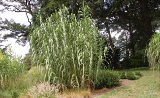 If you are searching for a 12’ tall screening plant for full sun in wet or dry conditions, this is your plant! Slowly spreading, it resembles giant corn and is used for making reeds in wind instruments. Zone 6 winter hardy. very tall clump of reed grass with arching, narrow leaves