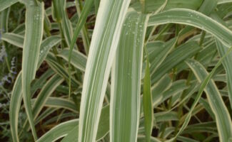 A very showy giant reed that has white and green striped leaves. The color holds up very well during the hotter part of the summer and it truly out performs other variegated forms. More compact in size, it reaches a more modest 8’ in height. long, narrow, green-and-white streaked leaves