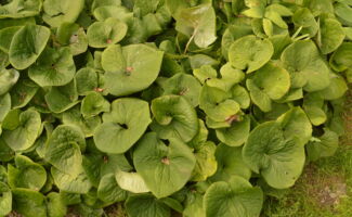 <b>Native!</b> The soft green leaves appear in spring, along with large brown flowers that have the shape of small water jugs! The leaves quickly enlarge cover the ground, which, in addition to its moderately spreading root system, makes it a great groundcover candidate for the shade! clusters of heart-shaped, deeply-veined leaves