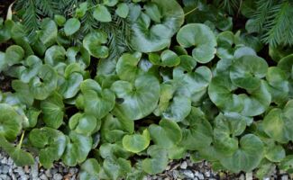 Dark green, leathery foliage, which forms an attractive evergreen mat in the shade garden. Gently self-sows under shrubs and into other dark corners. Average soil and moisture requirements. glossy, dark-green, kidney-shaped leaves