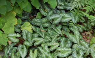 Large shiny green leaves with silver mottling are semi-evergreen and slowly spread over the ground. Ideal for the shady garden. narrow heart-shaped leaves with silver markings